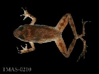 藏品(周氏樹蛙)的圖片